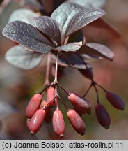 Berberis ×ottawensis (berberys ottawski)