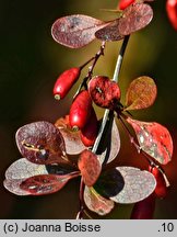 Berberis ×ottawensis (berberys ottawski)