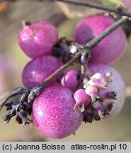 Symphoricarpos ×doorenbosii (śnieguliczka Doorenbosa)