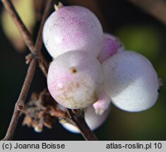 Symphoricarpos ×doorenbosii (śnieguliczka Doorenbosa)