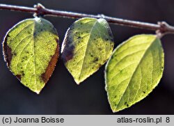 Symphoricarpos ×doorenbosii (śnieguliczka Doorenbosa)