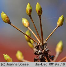 Enkianthus campanulatus (enkiant dzwonkowaty)