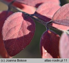 Symphoricarpos ×doorenbosii (śnieguliczka Doorenbosa)