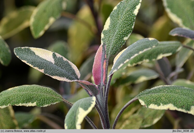 Salvia officinalis Tricolor