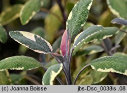 Salvia officinalis Tricolor