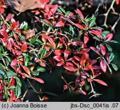 Berberis verruculosa (berberys brodawkowaty)