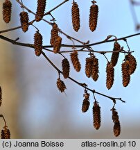 Betula utilis ssp. jacquemontii (brzoza pożyteczna odm. Jacquemonta)