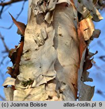 Betula utilis ssp. jacquemontii (brzoza pożyteczna odm. Jacquemonta)