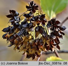 Physocarpus opulifolius (pęcherznica kalinolistna)