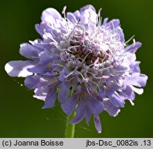 Scabiosa japonica (driakiew japońska)