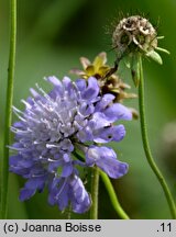 Scabiosa japonica (driakiew japońska)