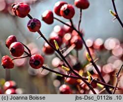 Rosa carolina (róża karolińska)