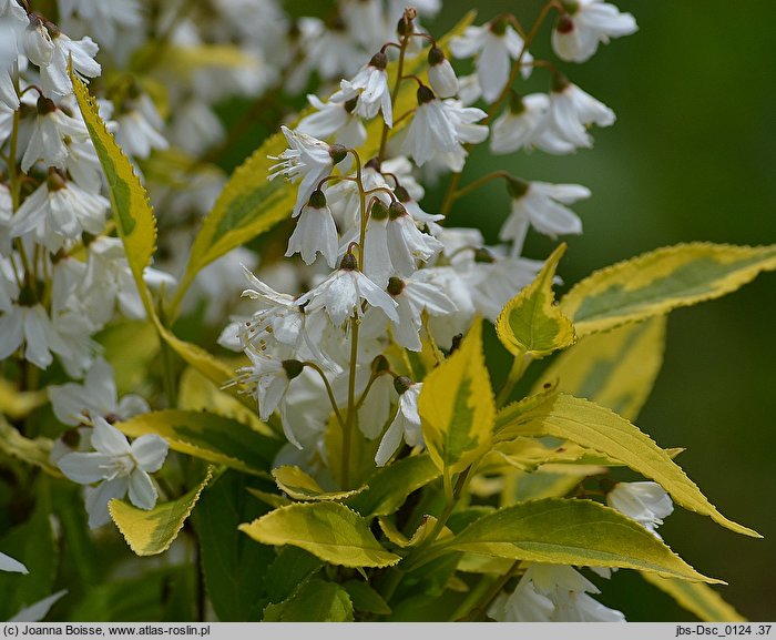 Deutzia gracilis Variegata