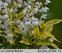 Deutzia gracilis Variegata