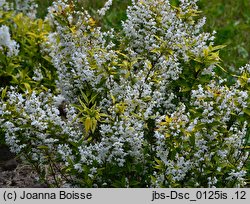 Deutzia gracilis Variegata