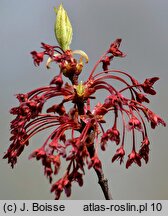 Acer rubrum (klon czerwony)