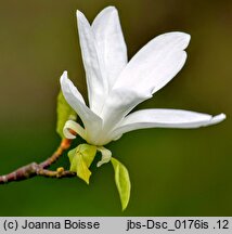 Magnolia salicifolia (magnolia wierzbolistna)