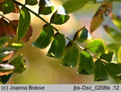 Sorbus ×arnoldiana (jarząb Arnolda)