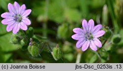 Geranium molle (bodziszek kosmaty)