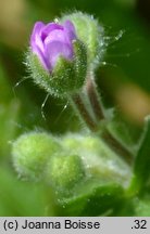 Geranium molle (bodziszek kosmaty)