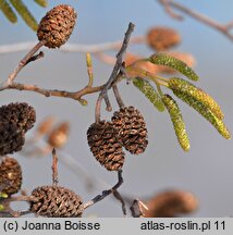 Alnus cordata (olsza sercowata)