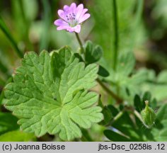 Geranium molle (bodziszek kosmaty)