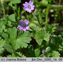 Geranium molle (bodziszek kosmaty)