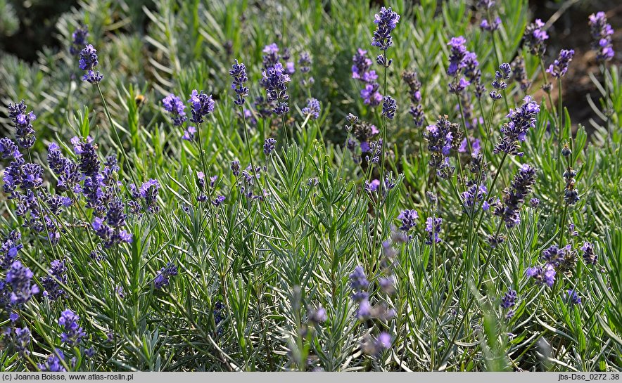 Lavandula angustifolia (lawenda wąskolistna)