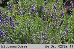 Lavandula angustifolia (lawenda wąskolistna)