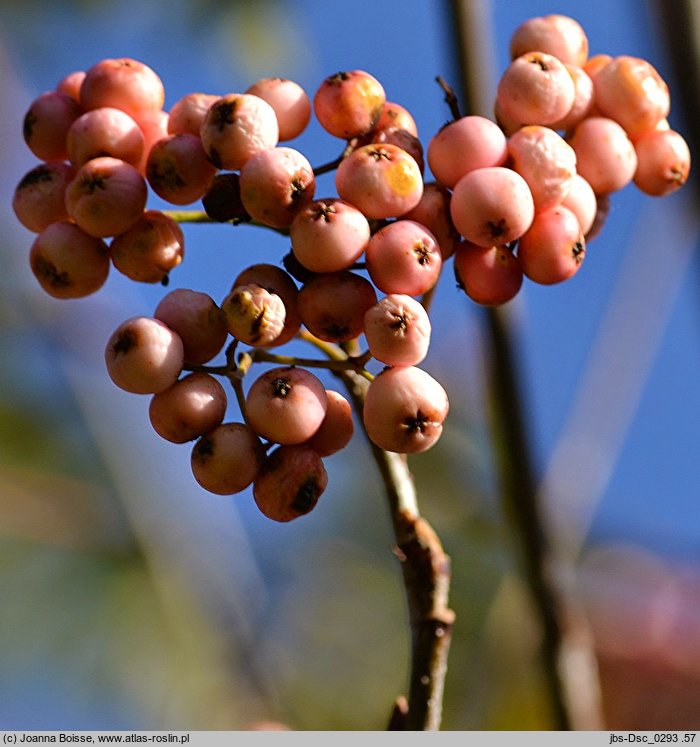 Sorbus aucuparia Pink Veil