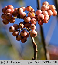 Sorbus aucuparia Pink Veil