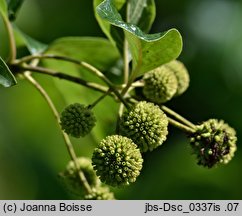 Cephalanthus occidentalis (guzikowiec zachodni)