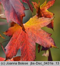 Liquidambar styraciflua (ambrowiec amerykański)