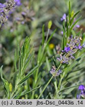 Lavandula angustifolia (lawenda wąskolistna)