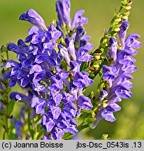 Scutellaria baicalensis (tarczyca bajkalska)