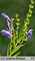 Scutellaria baicalensis (tarczyca bajkalska)