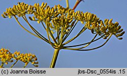 Foeniculum vulgare (fenkuł włoski)