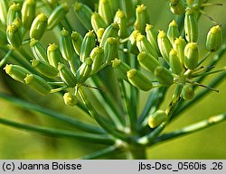 Foeniculum vulgare (fenkuł włoski)