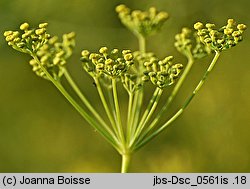 Foeniculum vulgare (fenkuł włoski)