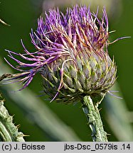 Cynara cardunculus (kard)