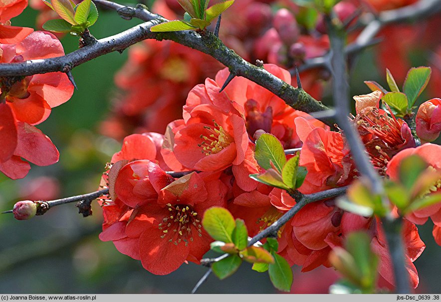 Chaenomeles ×superba Vesuvius