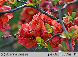 Chaenomeles ×superba Vesuvius