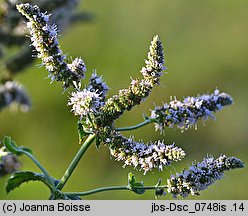 Mentha ×niliaca (mięta kosmata)