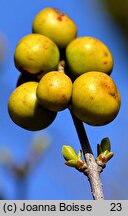 Ligustrum vulgare (ligustr pospolity)