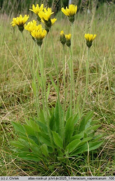 Hieracium vapenicanum (jastrzębiec wapiennicki)