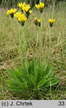 Hieracium vapenicanum (jastrzębiec wapiennicki)