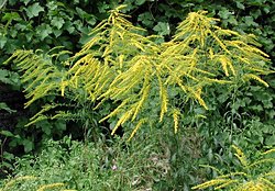 Solidago canadensis