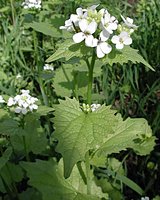 Alliaria petiolata