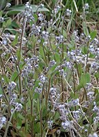 Myosotis stricta