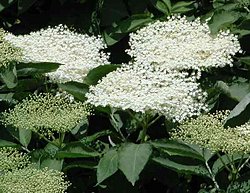 Sambucus nigra